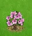 http://farmerama.graal-network.com/img_faq/secretseed/magnolia.gif